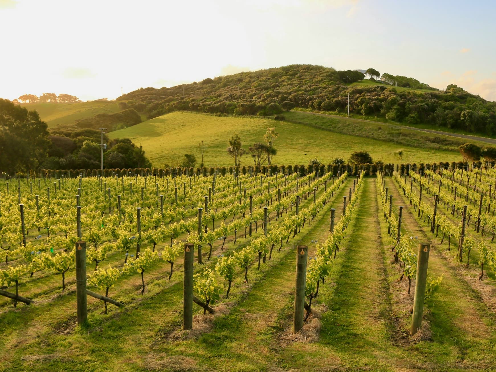 New Zealand vineyards