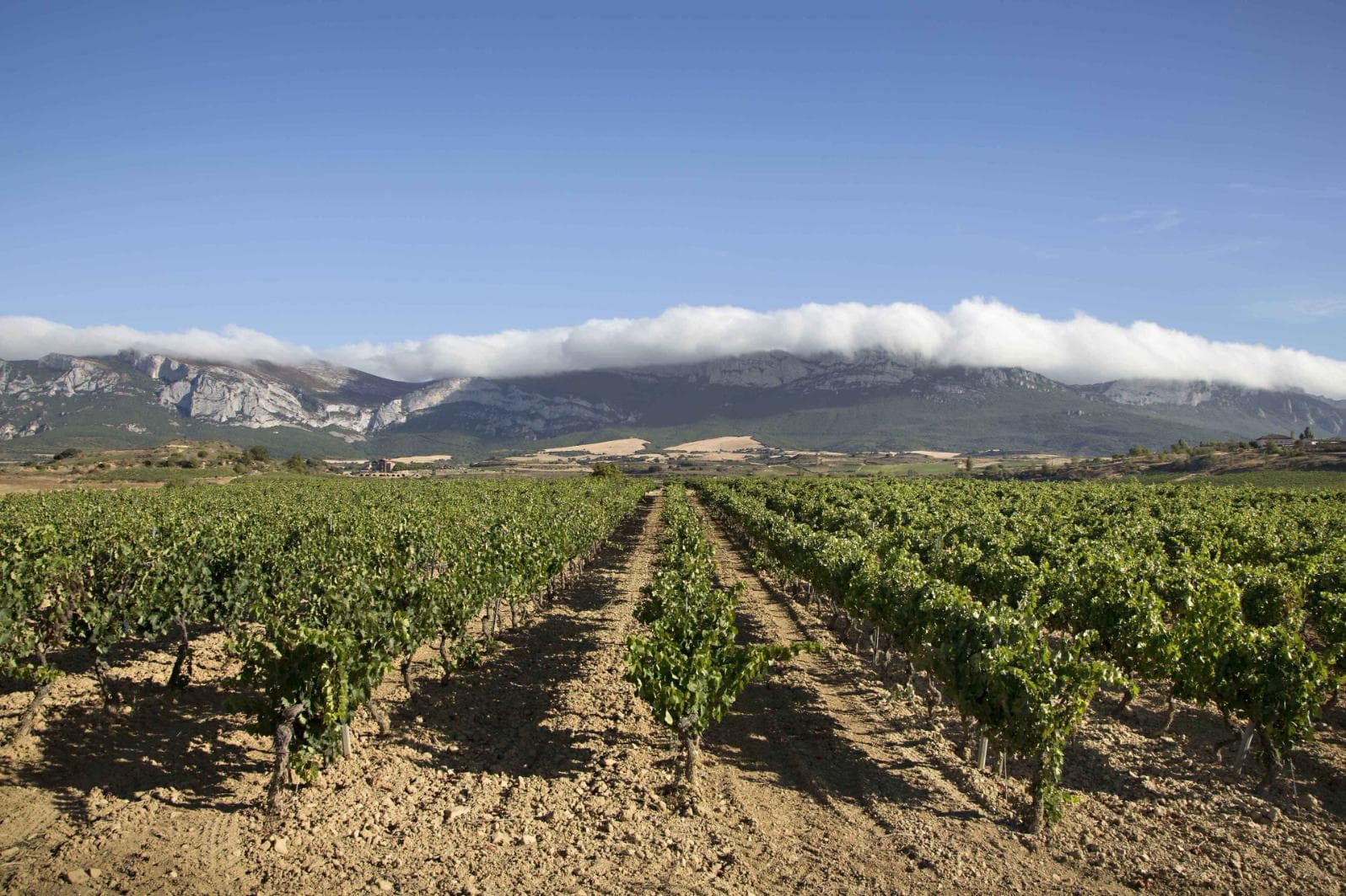 Rows of trained vines running toward a limestone sierra ridge under a clouded sky in Rioja Alavesa