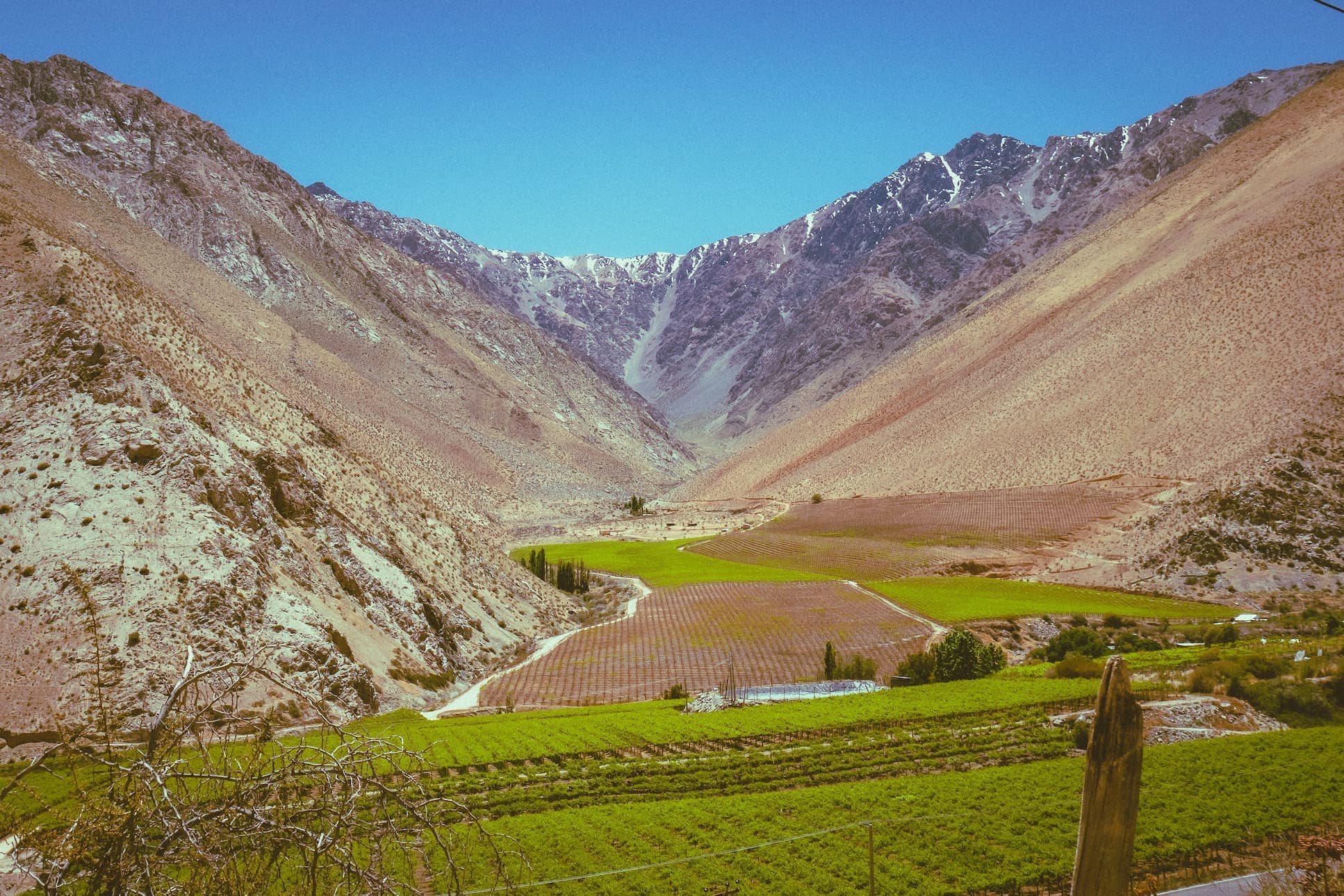 Chile vineyards