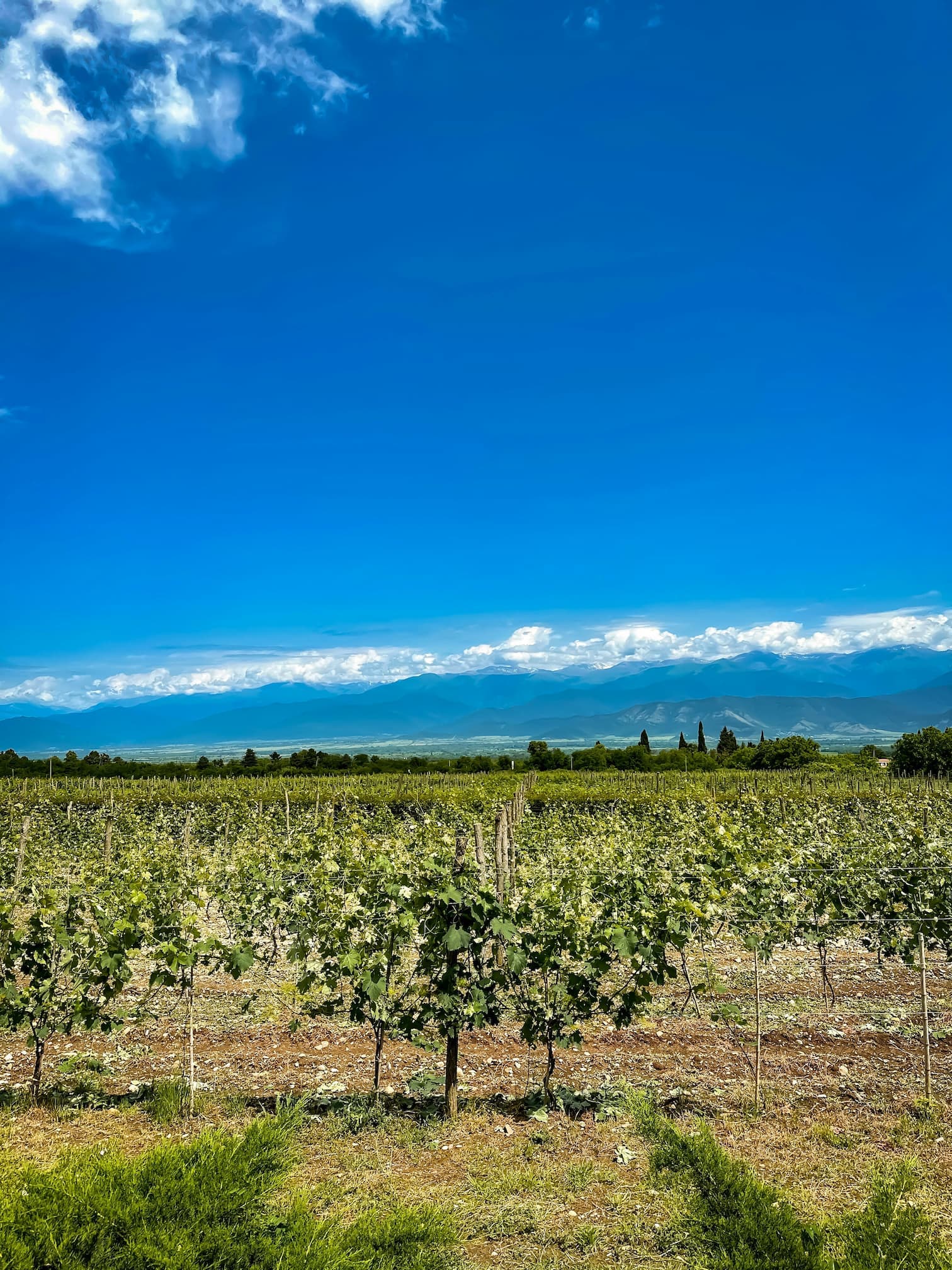 Georgia vineyards