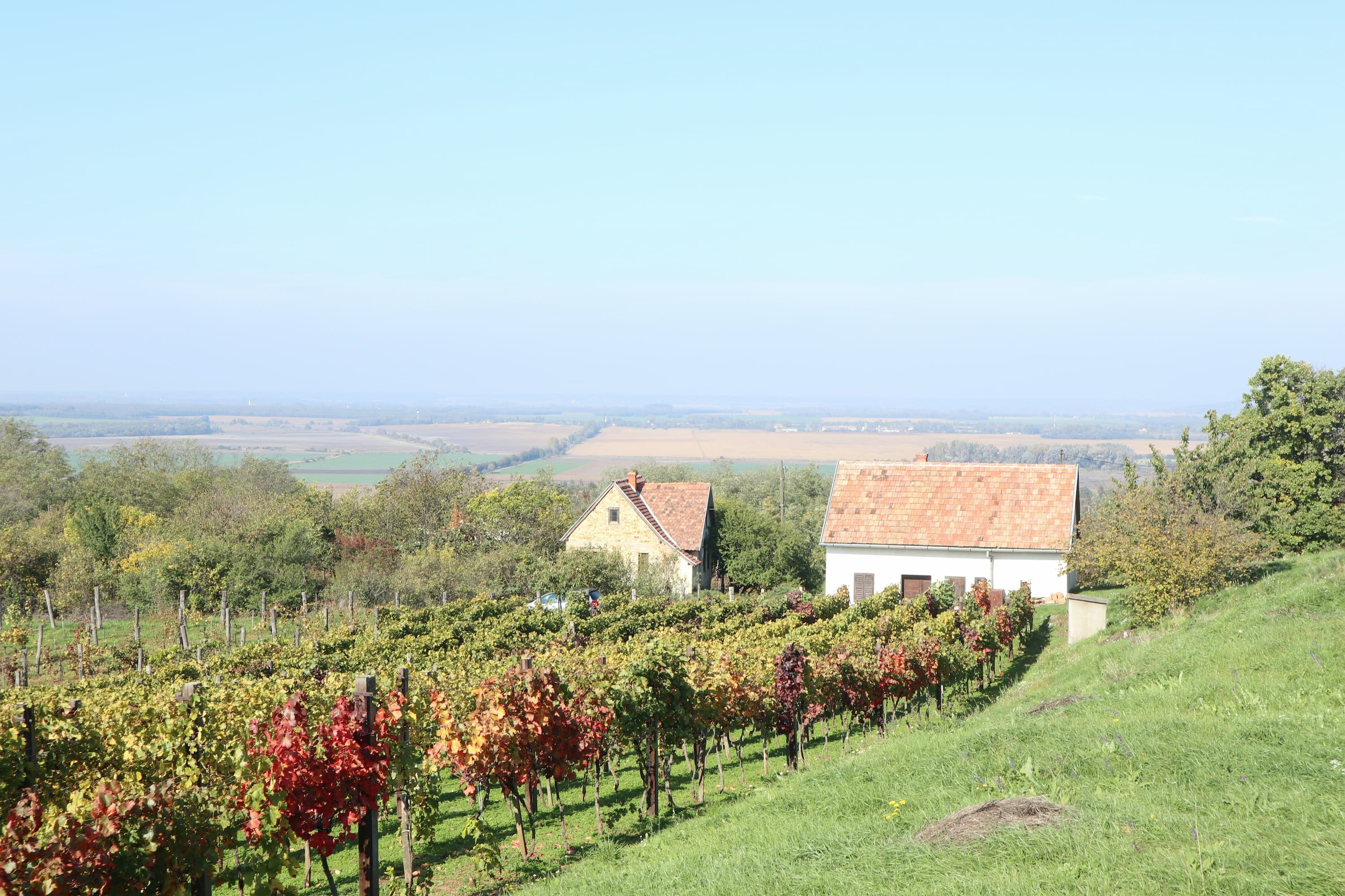 Hungary vineyards