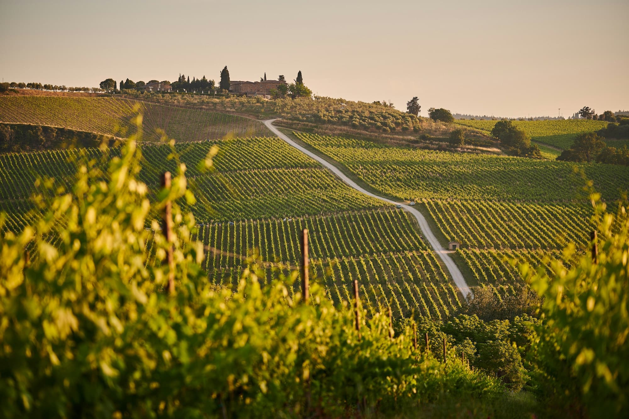 Italy vineyards