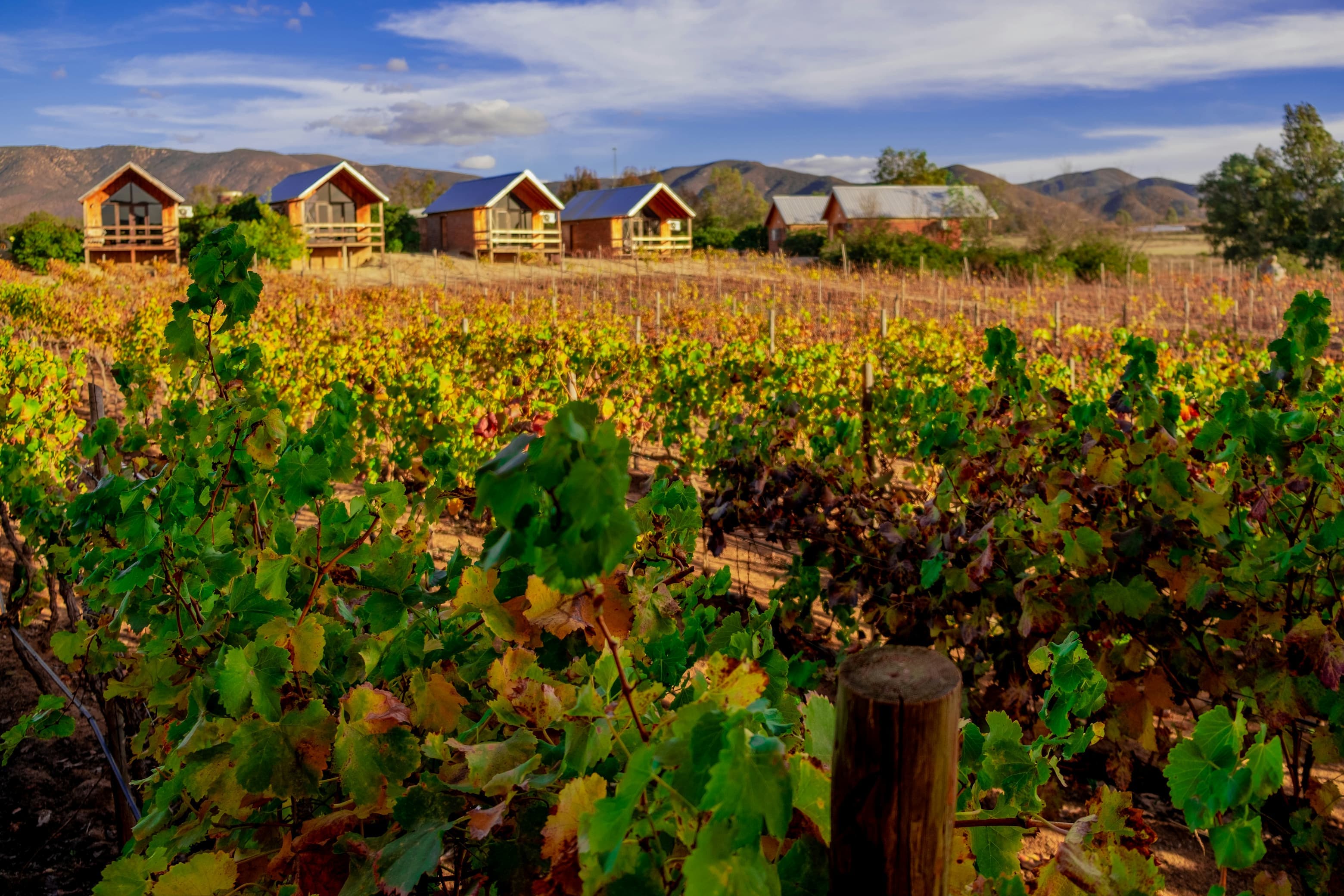 Mexico vineyards