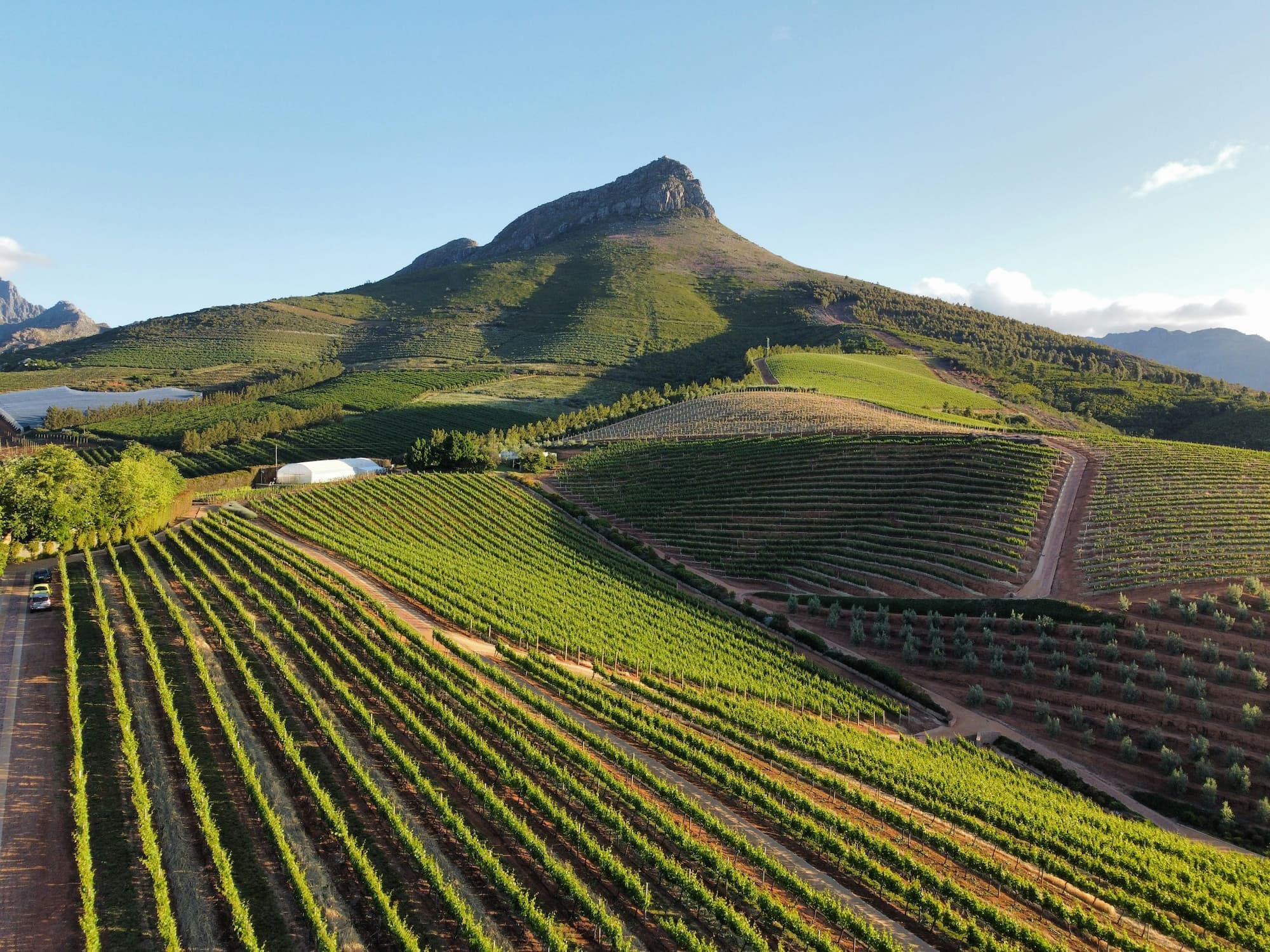 South Africa vineyards