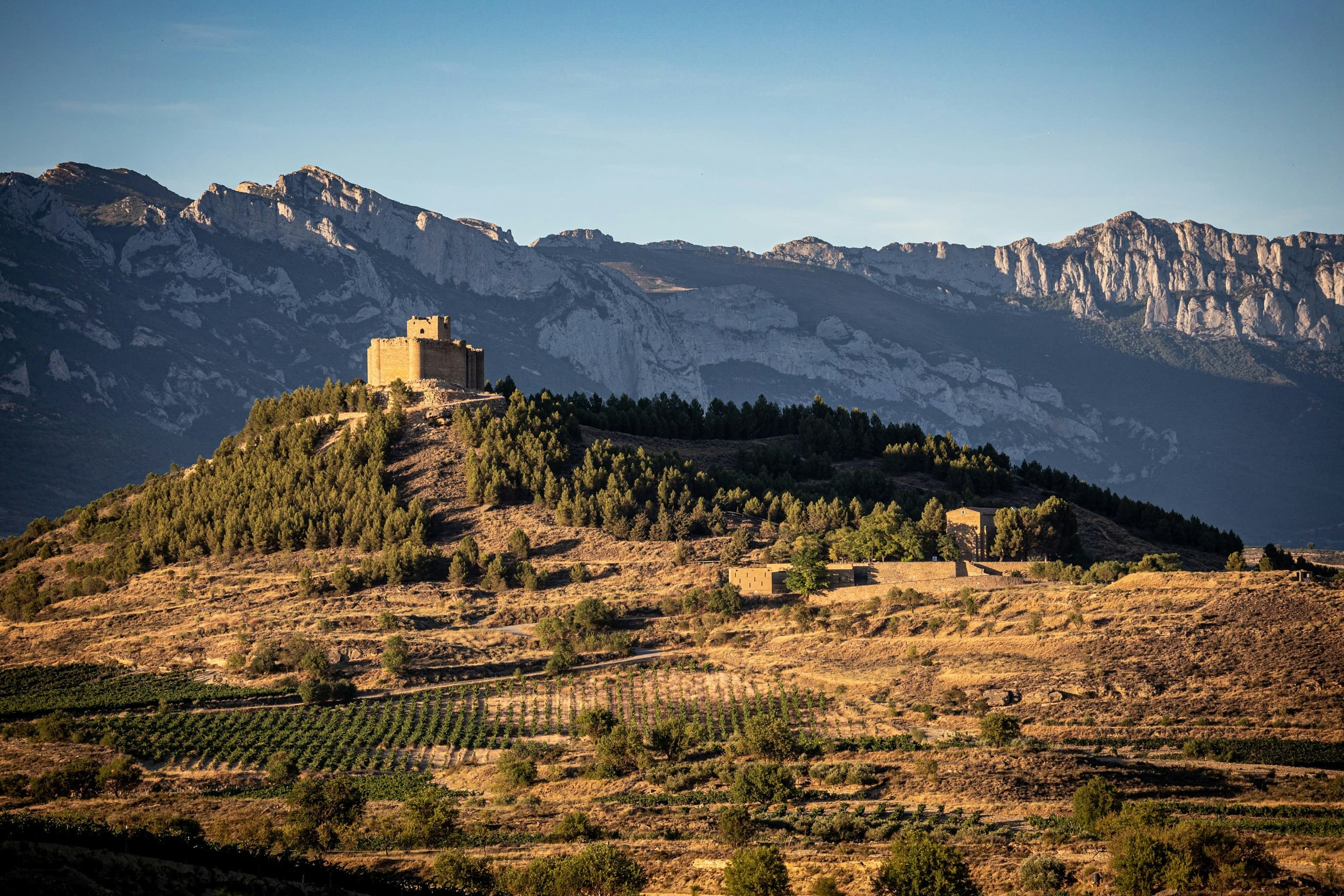 Spain vineyards