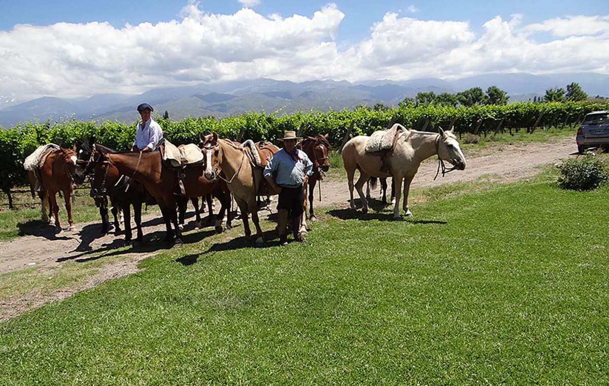Caballos y jinetes sobre el césped junto a hileras de viñedo en Mendoza, con la cordillera de los Andes al fondo